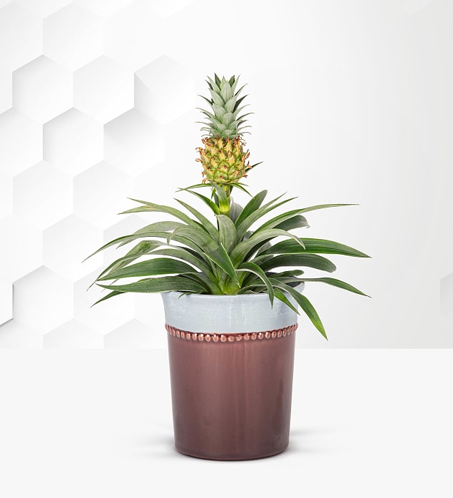 Pineapple Plant