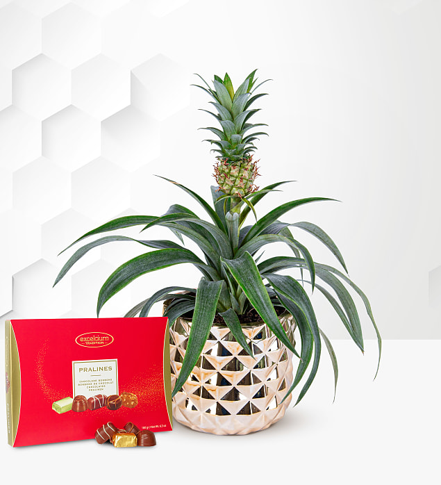 Golden Pineapple Plant with Chocolates