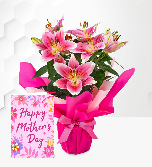 Oriental Lily with Card 