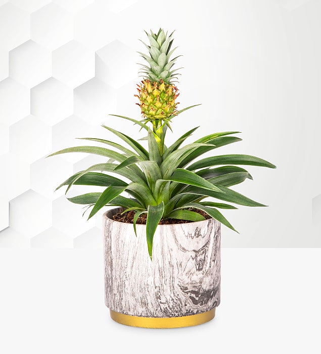 Pineapple Plant