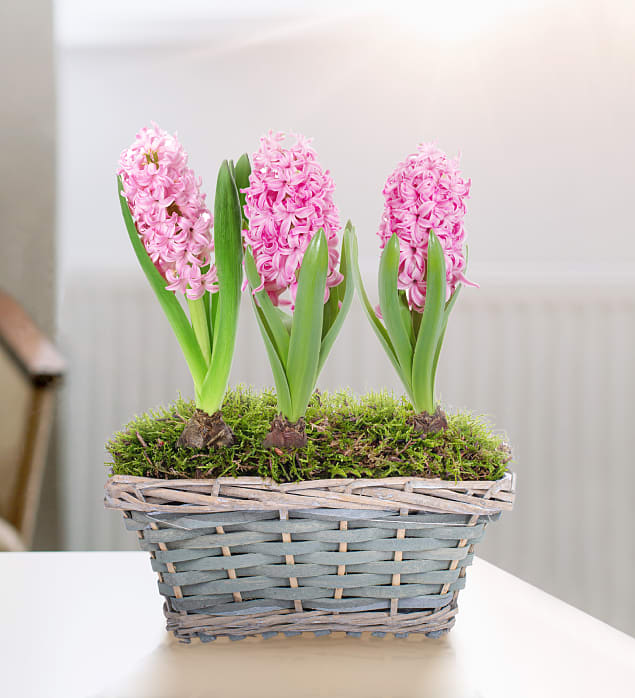 Mum's Hyacinth Basket Prestige Flowers
