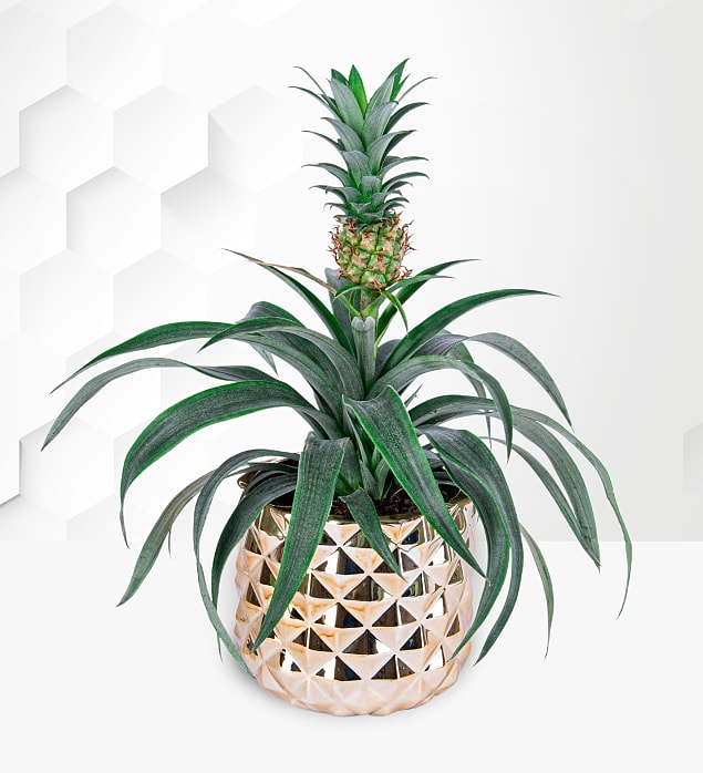 Christmas Pineapple Plant