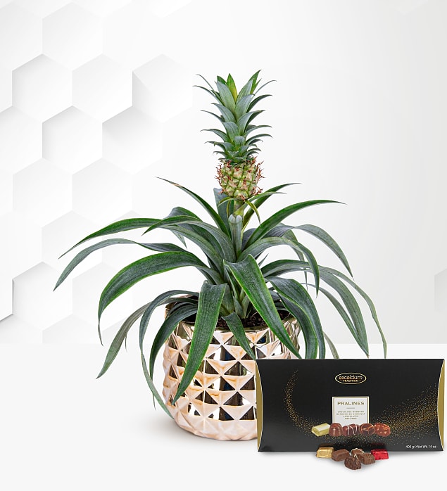 Golden Pineapple with Luxury Chocs