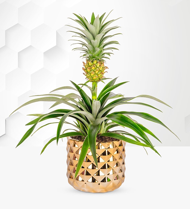 Pineapple Plant Prestige Flowers