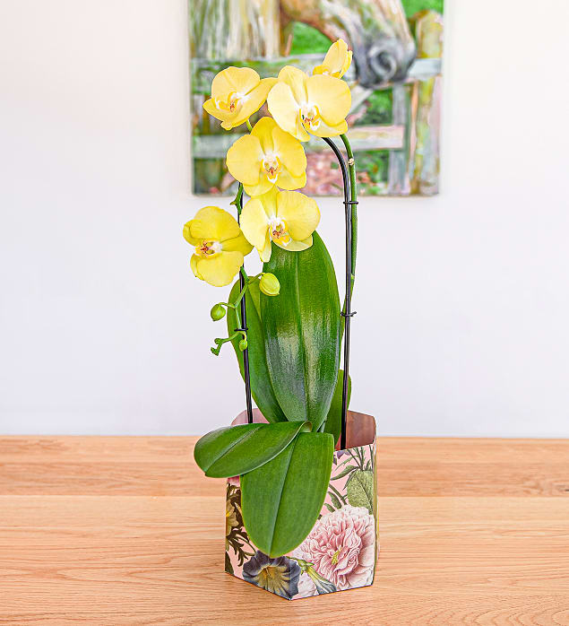 Sunshine Orchid Prestige Flowers